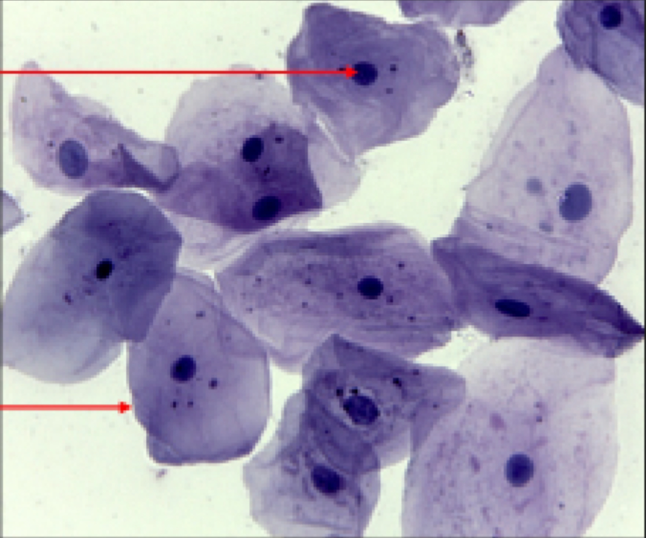 <p>What kind of cell is this?</p>