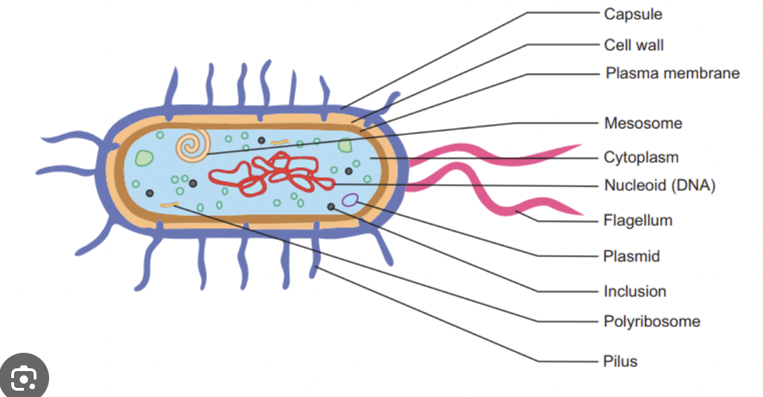 <p>plasmid- small circular dna molecule. transfer them selves from one host cell to another</p><p>cell wall</p><p>cell membrane</p><p>cyptoplasm</p><p>ribosomes</p>