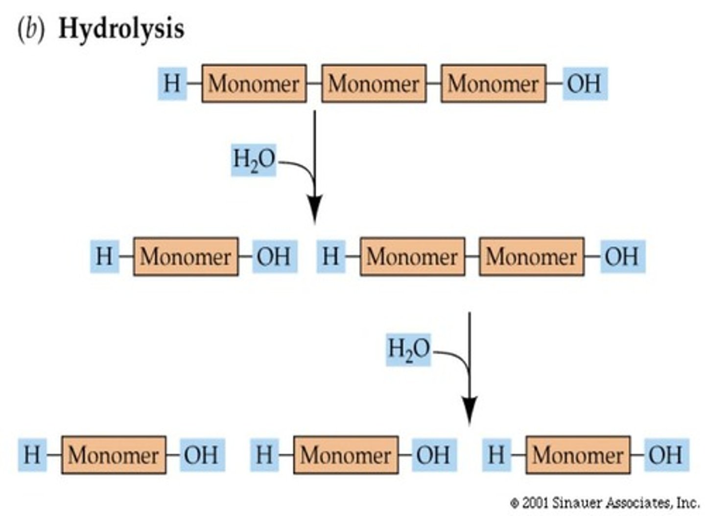 <p>Water is added to break down the polymer.</p>