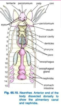 <p>Annelid: Polychaetae Digestion</p>