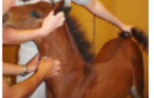 <p>horse restraint #5</p>