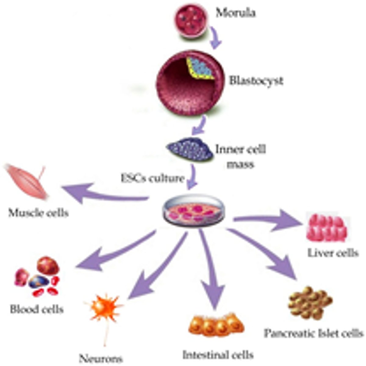 <p>cells change shape and structure to produce different functions</p>