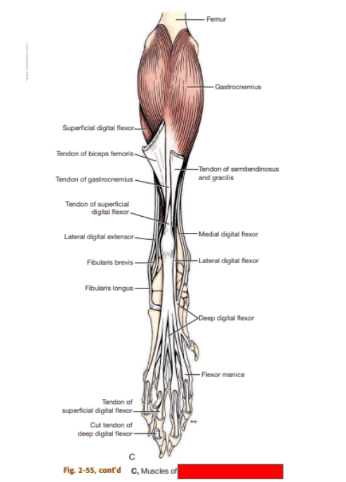 <p>What view of the pelvic limb is this? </p>