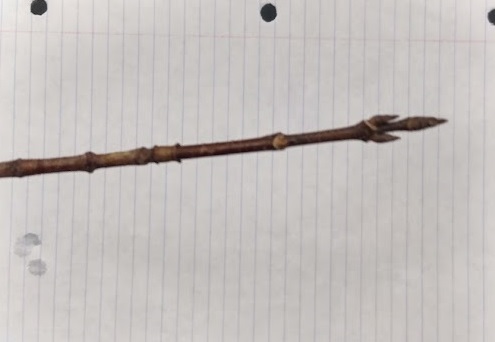 <p>pointed  bud; only pointy of group; 4-8 pairs of visible scales, slender, shiny and brownish twig</p>