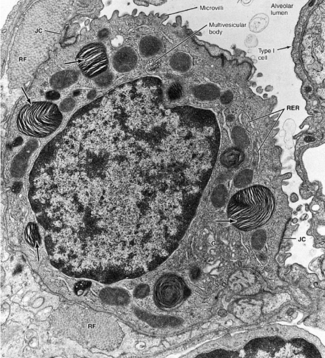 <p>type II pneumocyte. what does it secrete and what is its function?</p>