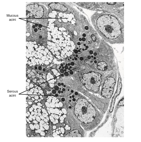 <ul><li><p>central opening</p></li><li><p>where the saliva is deposited after being produced by secretory cells</p></li></ul><p></p>