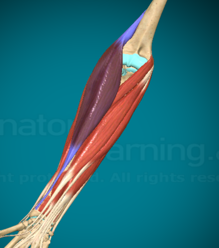 <p>What does the Brachioradialis do?</p>