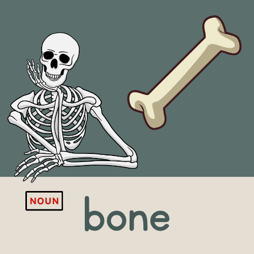 <p>bone</p>