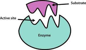 The part of the enzyme that combines with the substrate