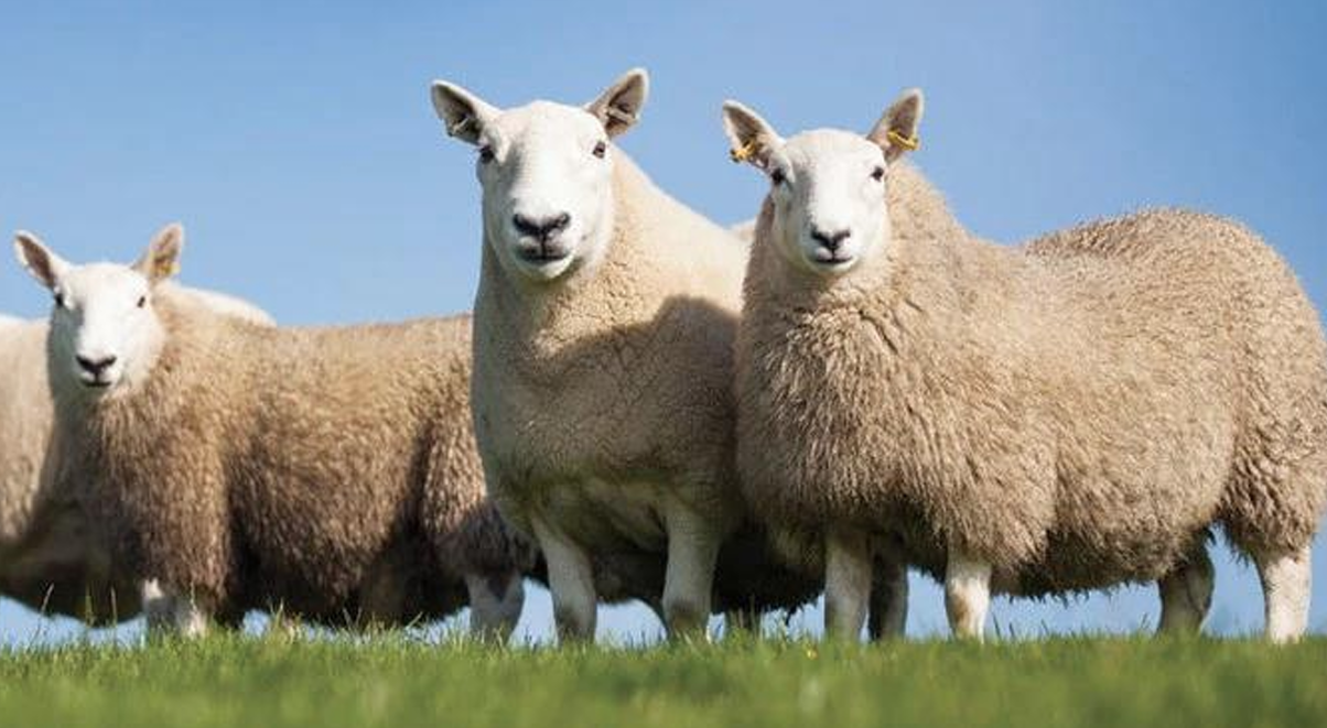 <p>What is the Name and Category of this sheep?</p>
