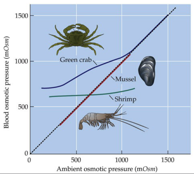 <ul><li><p>Shrimp is a regulator, mussel is a conformer, and the green crab is unique in which it tends to be a regulator until a high osmotic pressure (at which they become conformers)</p></li></ul><p></p>