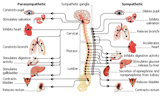 <ul><li><p>Somatic: controls the skeletal muscles.</p></li><li><p>Autonomic: receives information from and controls the internal organs.</p></li><li><p>Sympathetic branch: mobilises the organism for physical action.</p></li><li><p>Parasympathetic branch: restores the body&apos;s normal resting state.</p></li></ul>