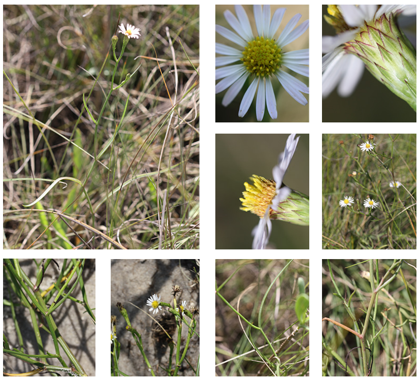 <p>Perennial salt-marsh aster</p>