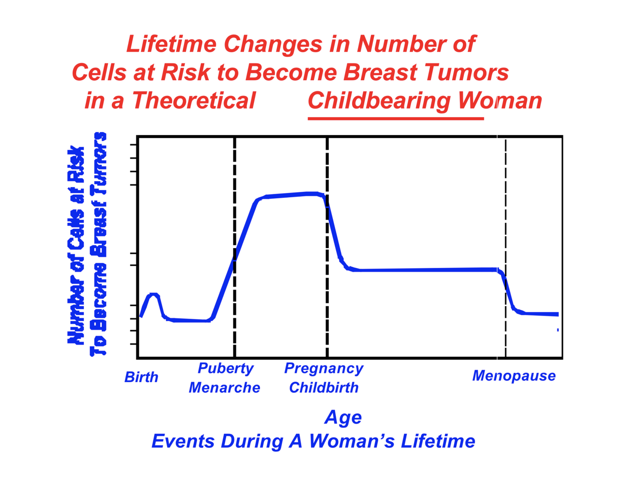 <p>Estrogen is a hormone found at higher levels in women</p><ul><li><p>Controls cholesterol</p></li><li><p>Strengthens bones</p></li><li><p>Programs milk production</p></li><li><p>Prepares for fetus </p></li></ul><p></p><p>Pregnancy and childbirth drastically lower estrogen levels in women</p><p></p><p>Lowest after menopause</p><p></p><p>Higher estrogen levels (from earlier period OR no childbirth) increase cancer risk</p>