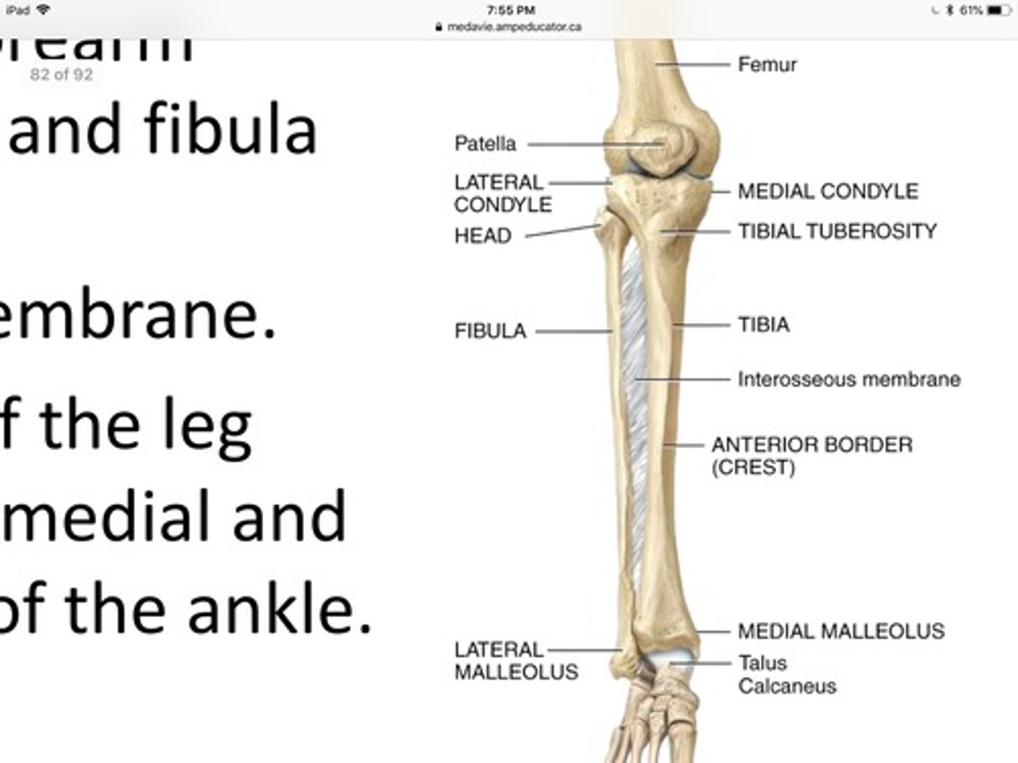 <p>The femur, tibia, and patella are connect by the?</p>