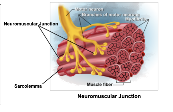 <p>the <strong>neuromuscular junction.</strong><br><br><em>It is the area where the </em><strong><em>nerve signal (action potential)</em></strong><em> is transmitted from the neuron to the muscle, triggering contraction.</em></p>