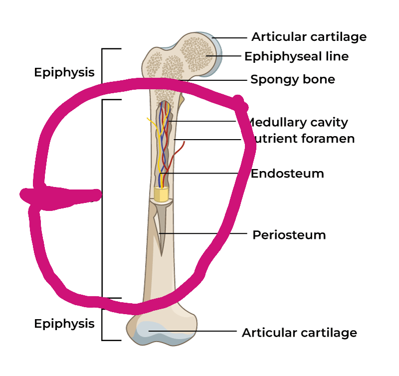 <p><span>Diaphysis</span></p>
