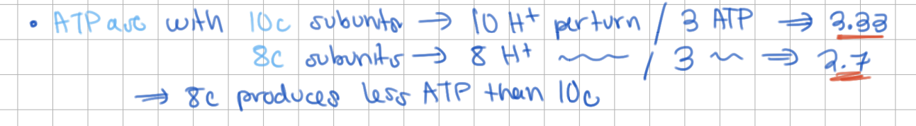 <p>ATPase with 10c subunits yields <u>3.33</u> ATP, </p><p>ATPase with 8c subunits yields <u>2.7</u> ATP</p>