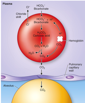 <p><span>Lungs:CO2 from lung into alveoli</span><br><span>- Bicarbonate into cell </span><s>&gt;Cl</s><span> out -&gt; carbonic anhydrase opposite direction to produce&nbsp;CO2 and H2O -&gt; increases PP on blood side -&gt; diffuse over to alveoli</span><br><span>- O2 high into alveolus diffusing in-&gt; displaces H2 and CO2 from hemoglobin</span></p>