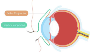 <p><strong>cover</strong> the <strong>anterior surface of </strong>the <strong>eye</strong>, and <strong>extend to the edge of the cornea</strong></p><ul><li><p>basically covers the sclera </p></li></ul><p></p>