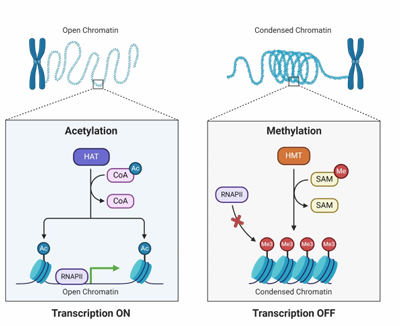 <p><strong>acetylation</strong> = in areas of open chromatin, <strong>HAT </strong>acetylates lysine </p><p><strong>hypermethylation</strong> = often associated with closed chromatin, <strong>HMT </strong>methylates lys arg</p>
