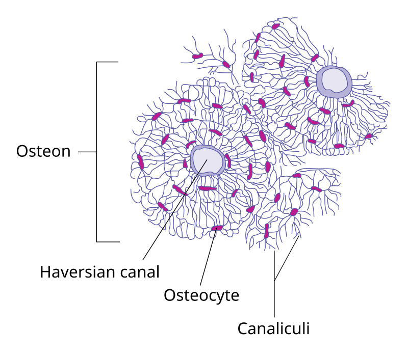 <p>Osteon</p>