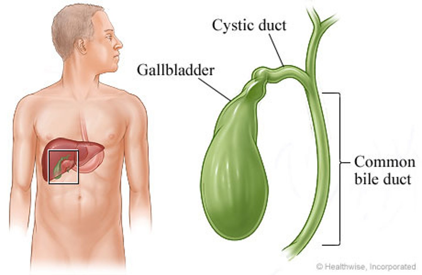 <p>Surgical removal of the galbladder</p>