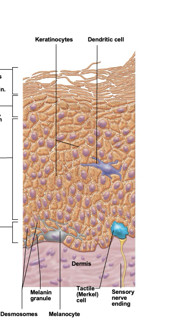 <p>cells that arise from bone marrow and migrate to the epidermis. Ingest foreign substances and play key role in activating the immune response</p>