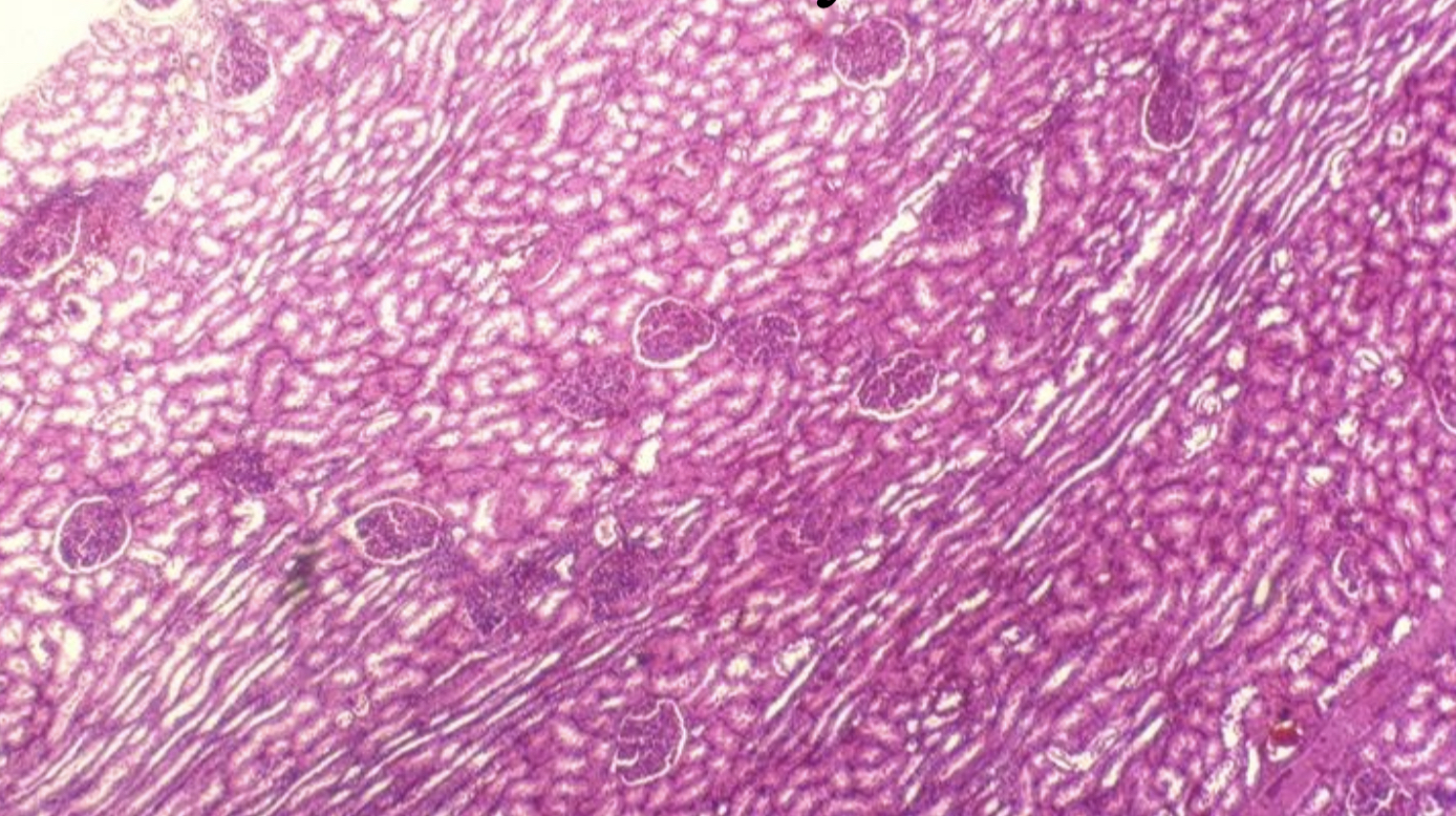 What cell type is this?