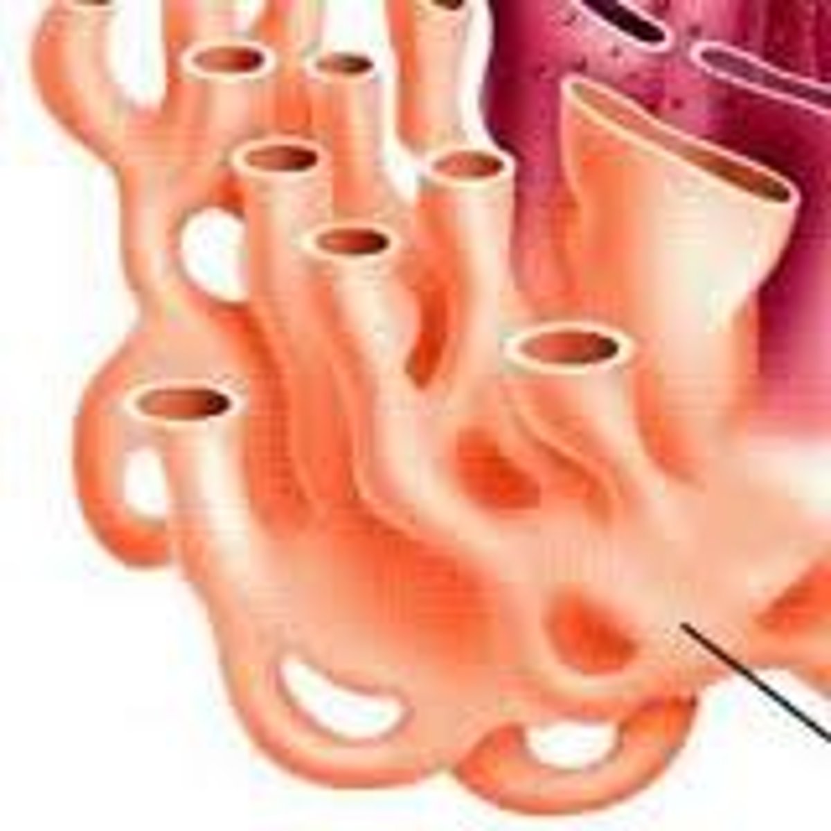 <p>(A-Level)<br>part of the endoplasmic reticulum that contains enzymes used for all sorts of processes</p>