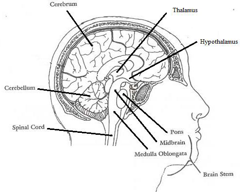 <p>What are the four main divisions of the Brain?</p>