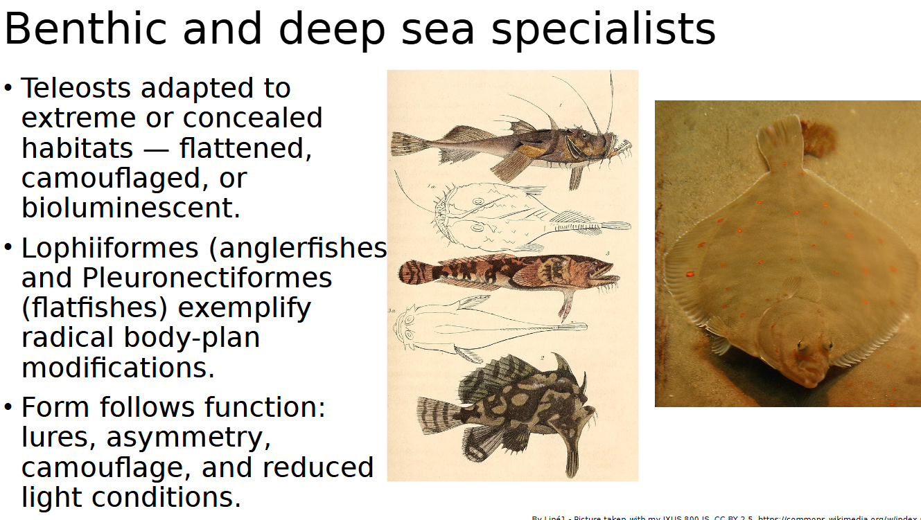 <p><span style="color: rgb(0, 0, 0);"><span>Teleosts adapted to extreme or concealed habitats — flattened, camouflaged, or bioluminescent.<br>• Lophiiformes (anglerfishes) and Pleuronectiformes (flatfishes) exemplify radical body-plan modifications.<br>• Form follows function: lures, asymmetry, camouflage, and reduced light conditions.</span></span></p>