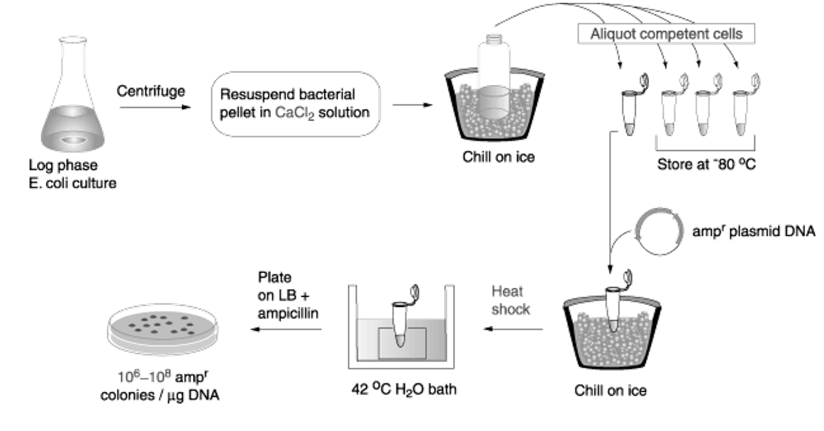 <p>Calcium + heat shock opens temporary pores in cell membrane and allows plasmids to enter the cell.</p><p>Less efficient than electroporation.</p>