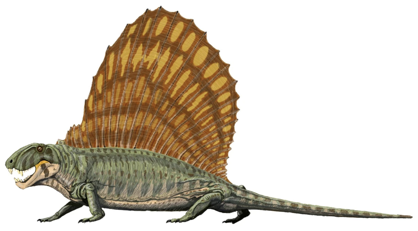 <p>Dimetrodon</p>