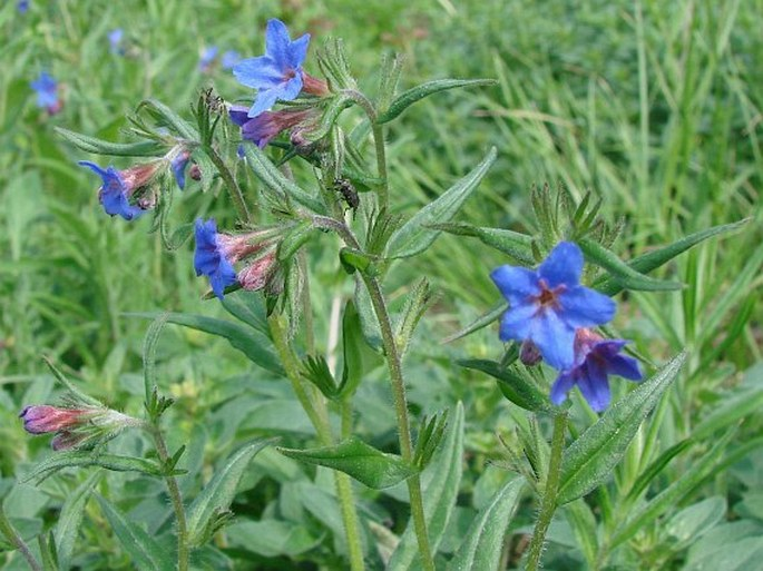 <p><em>Boraginaceae -</em> brutnákovité</p><p><em>Lithospermum purpurocearuleum -</em> kamejka modronachová</p>