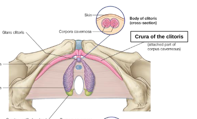 <p>crura of the clitoris </p>