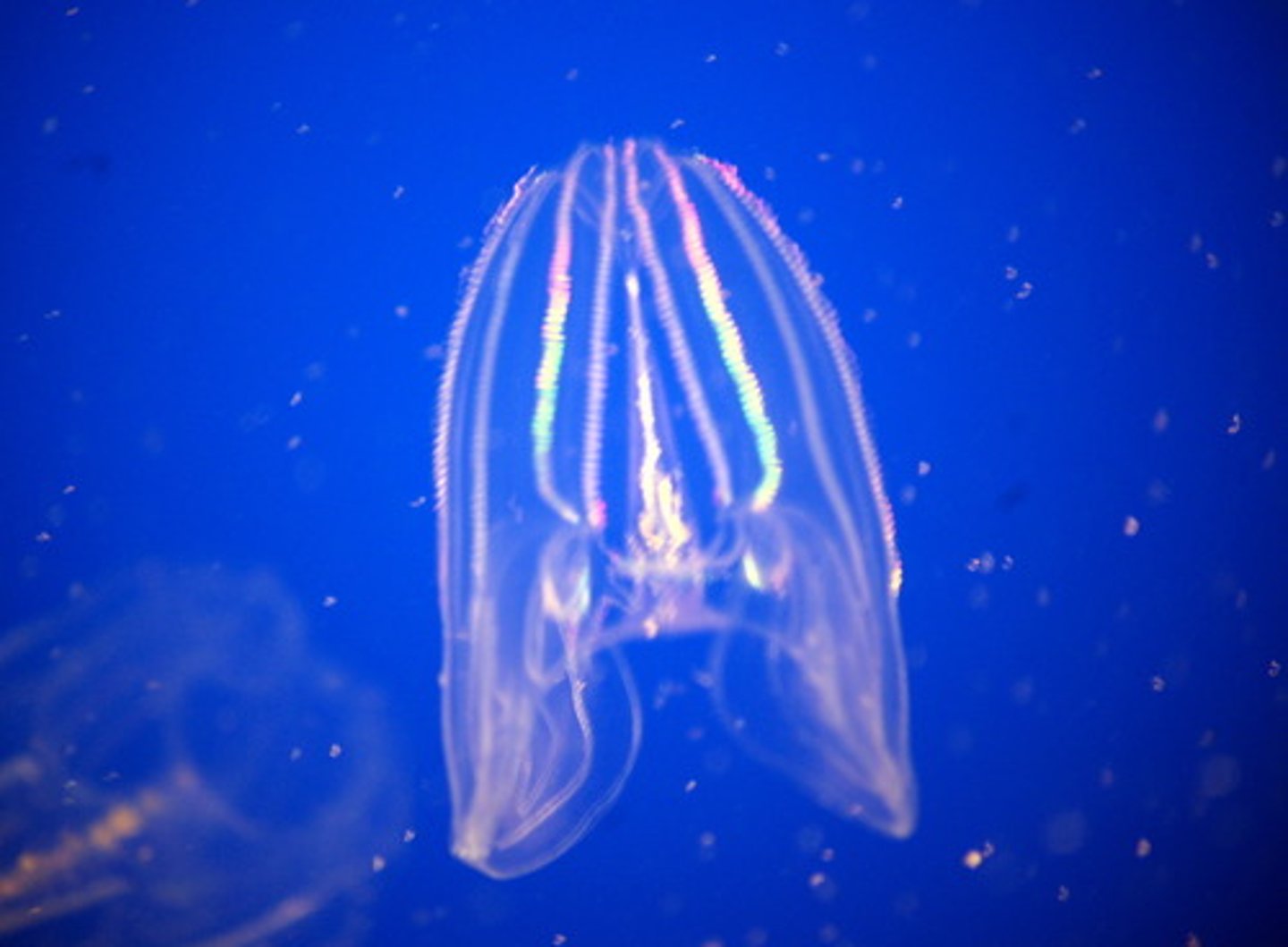 <p>Comb Jellies - all marine</p><p>• 8 comb rows = ctenes; covered by long cilia</p><p>• 2 long tentacles; Colloblasts</p><p>• Fragile, transparent body</p><p>• No nematocysts</p><p>• Apical sense organ</p><p>• Voracious appetite</p><p>• Bioluminescence</p><p>•First complete gut - mouth and two anal pores</p><p>Hermaphroditic</p><p>Basal, No Hox genes?</p>