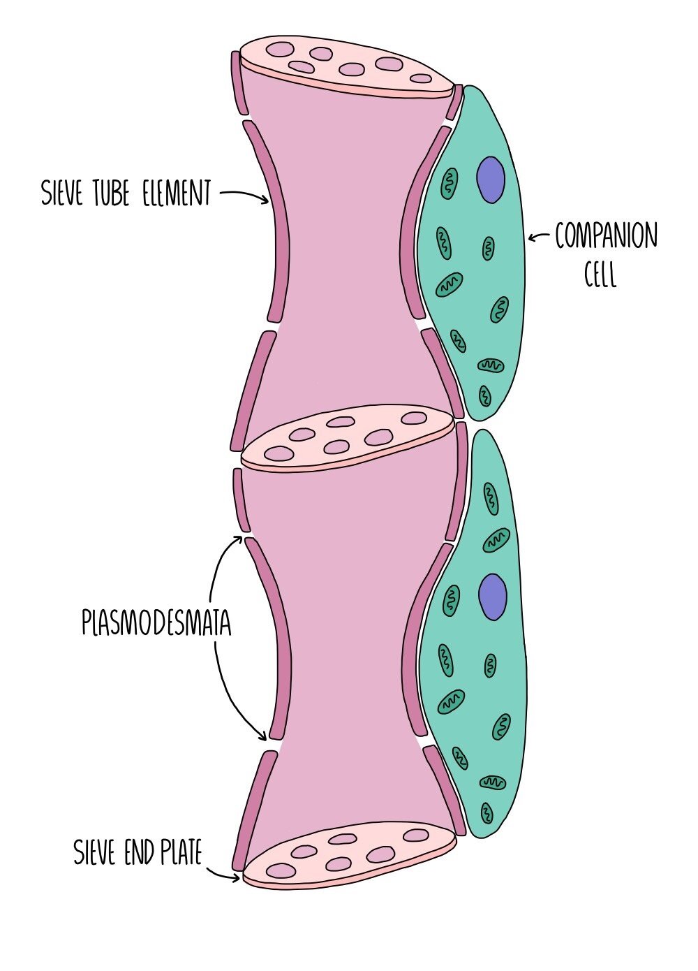 <p>sieve tube element and companion cell </p>