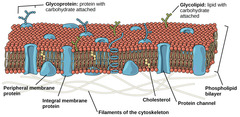 <p>In warm weather, how does a cell compensate to prevent cell membrane collapse?</p>