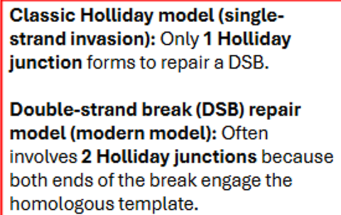 <p>what are the key difference between the holliday model and double stranded break model?</p>