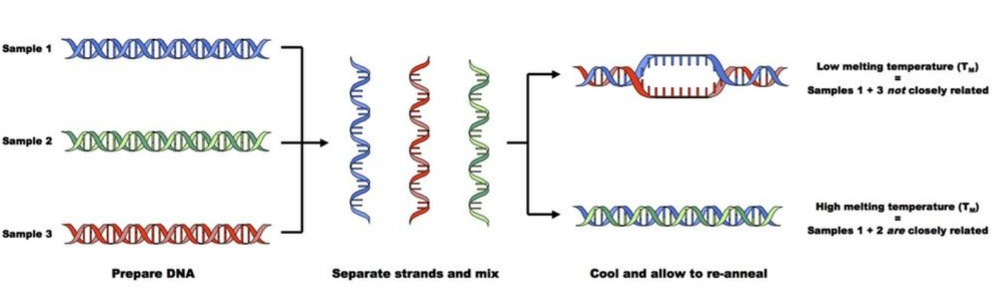 <ul><li><p>Amino acid sequences are determined by inherited genes and differences are due to the accumulation of mutations.</p></li><li><p>The degree of similarity of these proteins is determined by the number of mutations that have occurred.</p></li><li><p>Distantly related species have had more time for differences to accumulate.</p></li><li><p>In DNA hybridisation DNA strands can be separated with sufficient heat and will reform (re-anneal) as the temperature falls</p></li><li><p>Single-stranded DNA from different species can be mixed together to identify the degree of similarity (as measured by complementary base pairs). Closely related sequences will join together (hybridise) more strongly as they share more complementary base pairs</p></li><li><p>The strength of the hybrid molecule (and degree of similarity) can be measured by how much heat is required to separate the strands</p></li></ul>