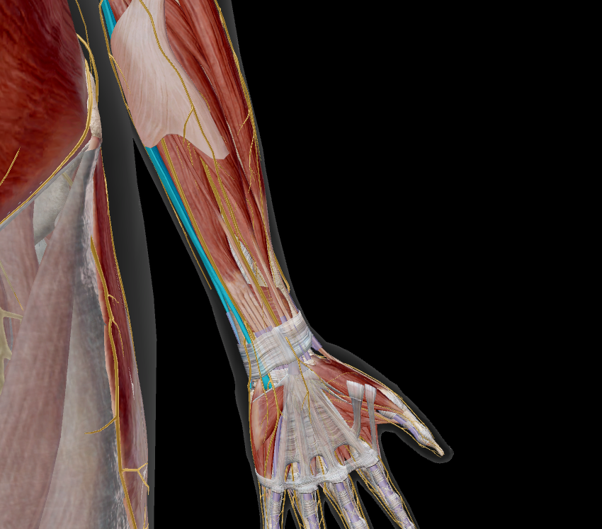 <p>name the muscle + action</p>