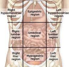 <p>right hypochondriac, epigastric region, left hypochondriac, right lumbar, umbilical region, left lumbar, right iliac, hypogastric region, left iliac </p>