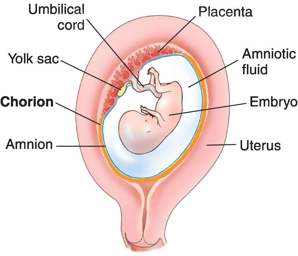 <p>The <strong>amnion</strong> forms the <strong>amniotic sac</strong>, a <strong>fluid-filled cavity</strong> that <strong>surrounds the fetus</strong>.</p>