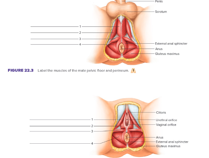 <p>Label the following: male/female pelvic floor and perineum </p>
