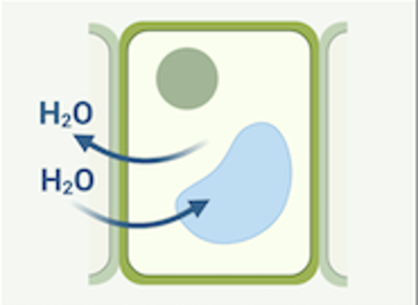 <p>cell will be flaccid (flimsy); if all cells are like this, a plant will wilt</p>