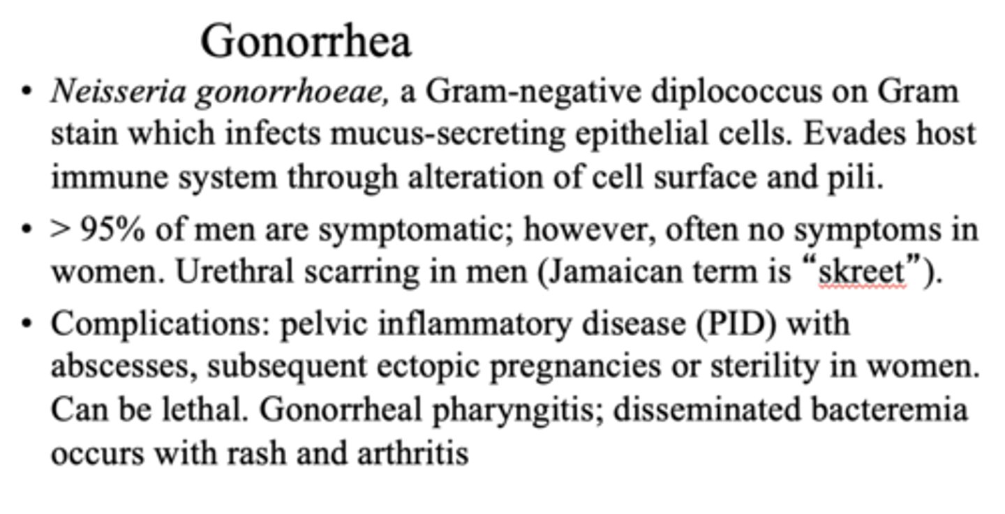 <p>Neisseria gonorrhoeae</p>