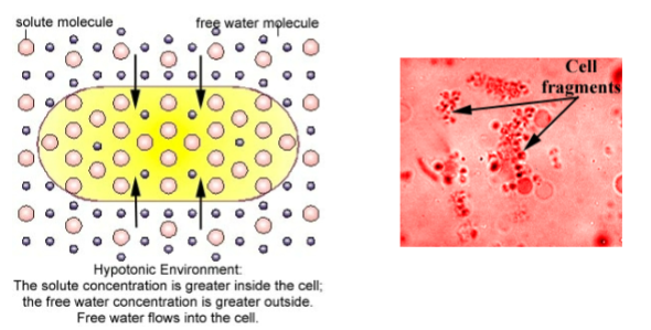<ul><li><p>solute, lower</p></li><li><p>less</p></li><li><p>moves into cell, solution</p></li><li><p>expands, burst</p></li></ul><p></p>