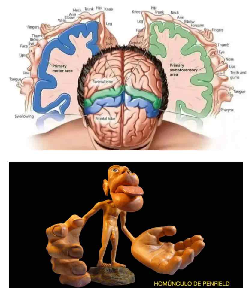 <p>Representación topográfica de nuestro cuerpo en la corteza cerebral.</p><p>Es decir, cada órgano y cada sentido del cuerpo poseen su lugar en el cerebro, de modo que si el cerebro recibe un estímulo en cierta área de su corteza, se activará la parte del cuerpo la cual pertenece a esta zona.</p>