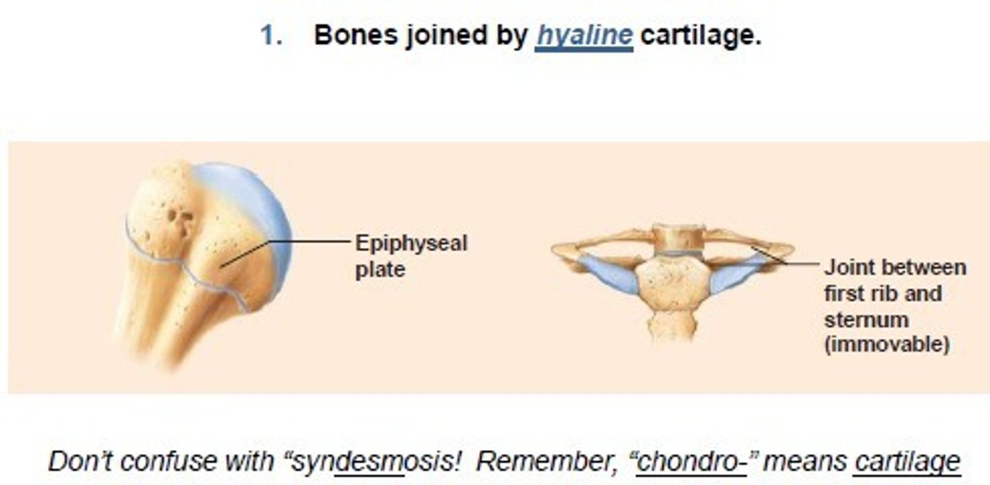 <p>bones join by hyaline cartilage--in the epiphyseal plates of chilren</p>